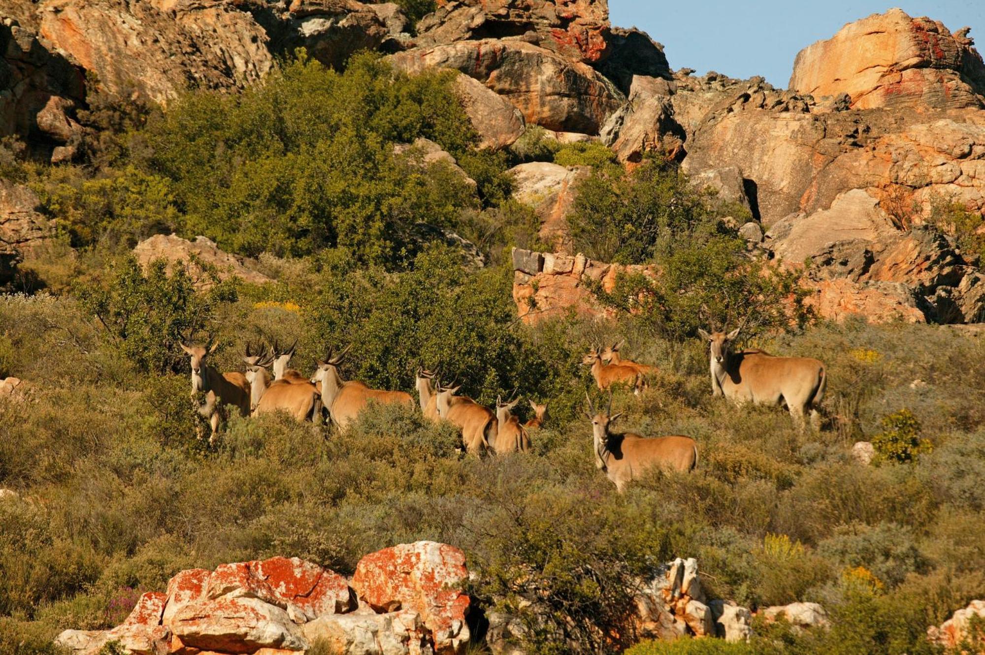 Bushmans Kloof Wilderness Reserve And Wellness Retreat Clanwilliam Εξωτερικό φωτογραφία