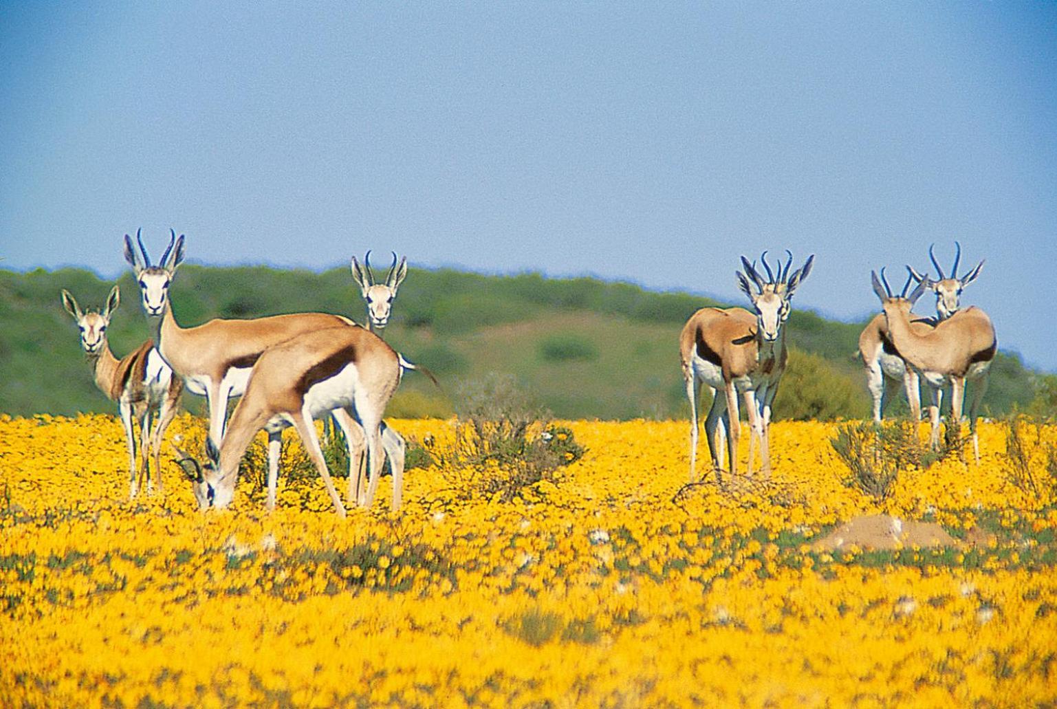 Bushmans Kloof Wilderness Reserve And Wellness Retreat Clanwilliam Εξωτερικό φωτογραφία